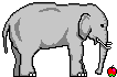 elefant animéiert-biller-gif